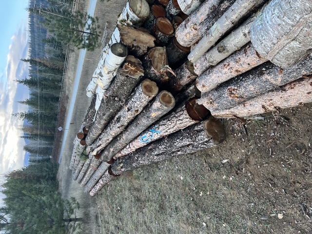 Whole logs decked beside a country road, waiting to be processed