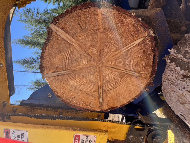 Freshly sawn face of a large log round held in the processor